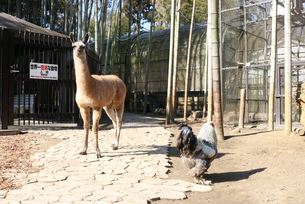 フェンスの中に入るとラマなどが放し飼いにされている/サユリワールド(千葉県/市原市)