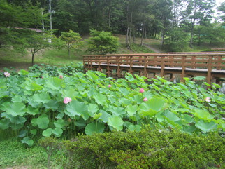 「四季菜苑」湿生植物園/万葉クリエートパーク(宮城県/大衡村)