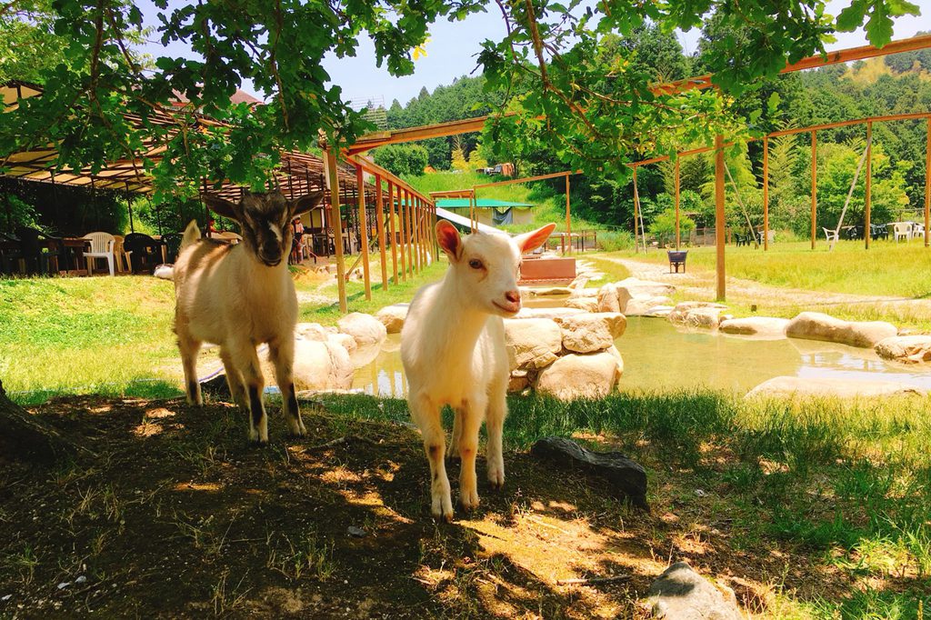 移動動物園などイベントも充実の様子/ピクニカ共和国(福岡県/飯塚市)
