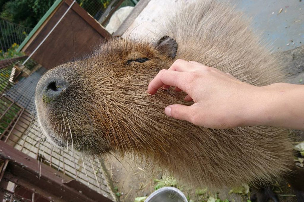 ふれあい動物園でカピバラとふれあう様子/ピクニカ共和国(福岡県/飯塚市)