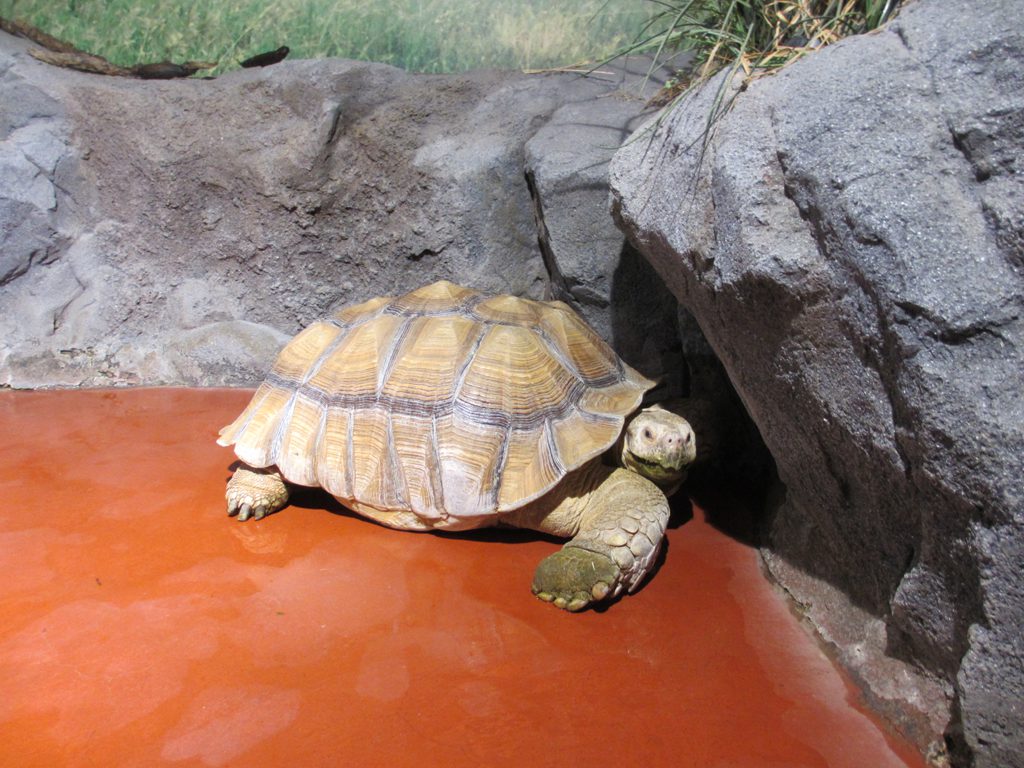 70㎝以上もある大型のリクガメの展示/姫路市立水族館(兵庫県/姫路市)