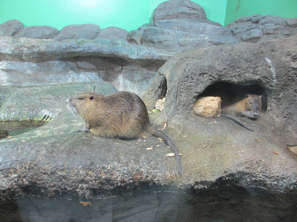 ヌートリアの展示/姫路市立水族館(兵庫県/姫路市)
