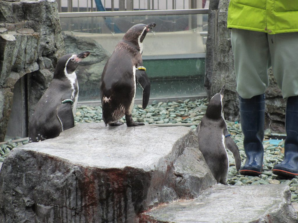 ペンギンのエサやりショー/姫路市立水族館(兵庫県/姫路市)