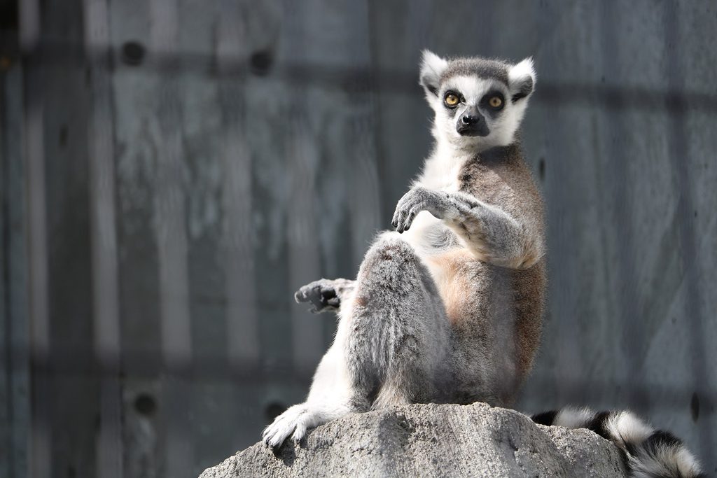 世界各地のサルたちが大集合/福山市立動物園(広島県/福山市)