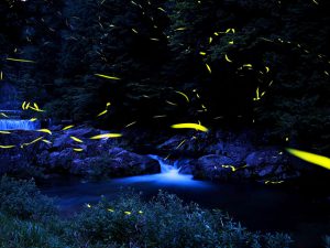 岐阜県のホタル観賞スポット・ホタル祭り11選（2021）大垣・関・下呂など