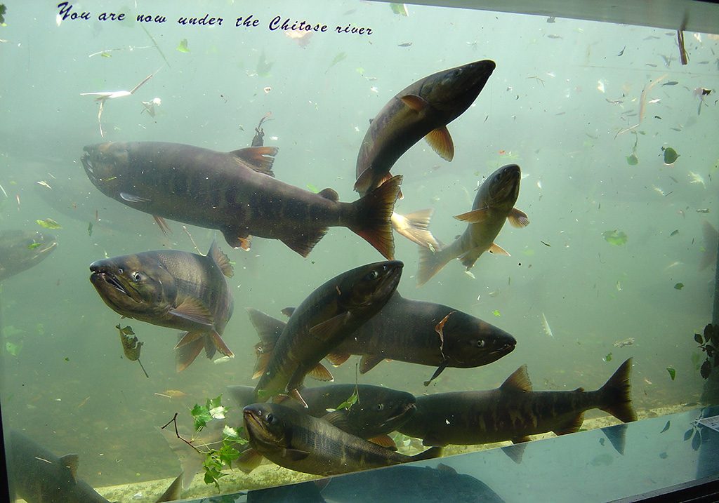自然の川の中が観察できる水中観察ゾーン/サケのふるさと 千歳水族館(北海道/千歳市)