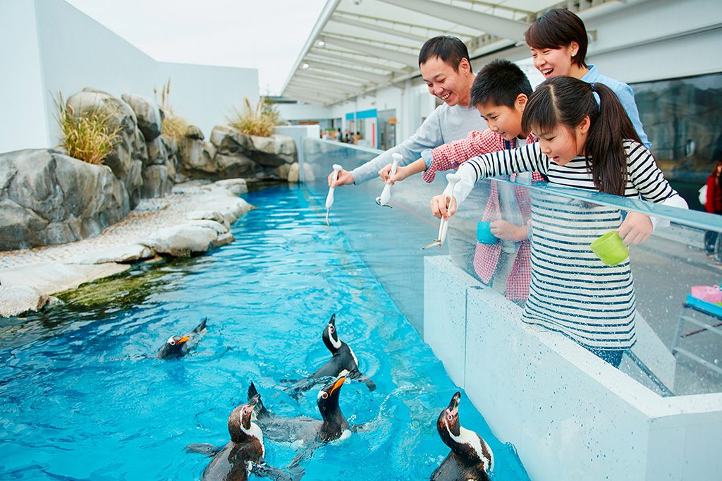 ペンギンフィーディングタイムの様子/仙台うみの杜水族館(宮城県/仙台市)