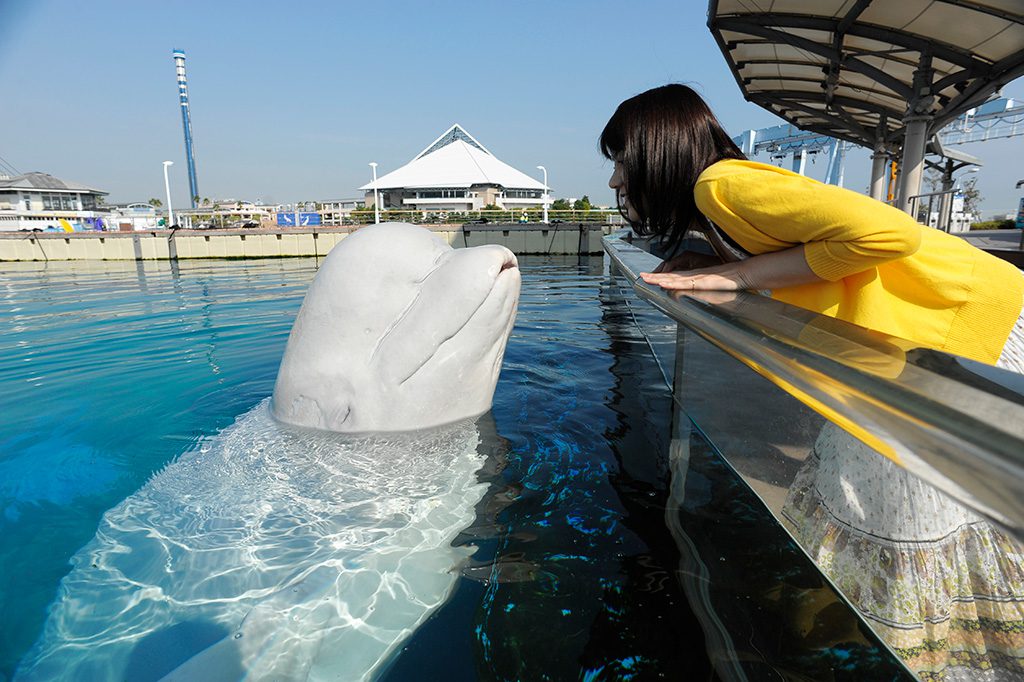 シロイルカに大接近する様子/横浜・八景島シーパラダイス アクアリゾーツ(神奈川県/横浜市金沢区)
