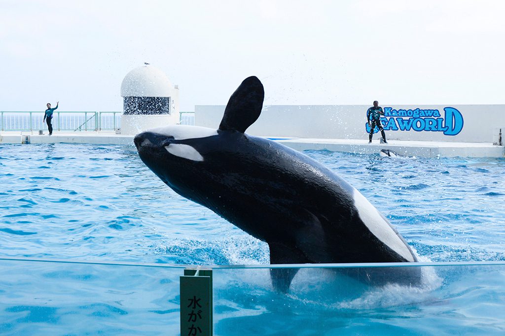 ジャンプが迫力満点のシャチ/鴨川シーワールド(千葉県/鴨川市)