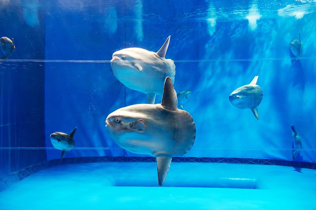 マンボウ専用水槽の様子/アクアワールド茨城県大洗水族館(茨城県/東茨城郡大洗町)