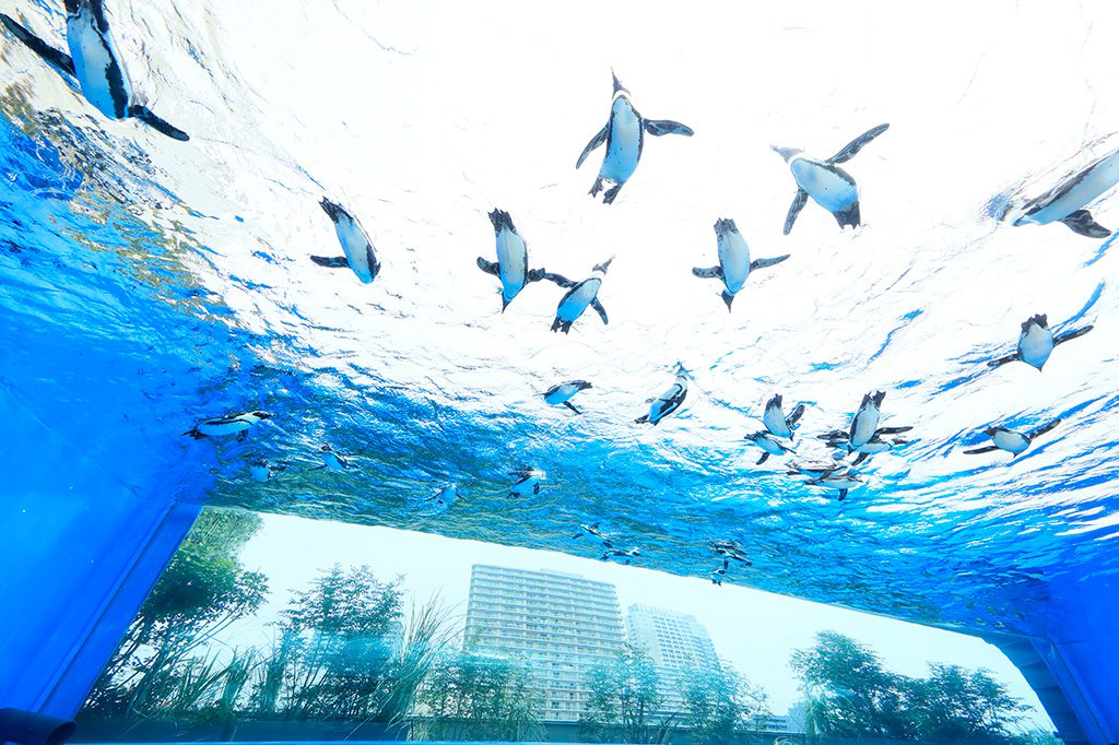 【東京都】の水族館…9件はこちら/サンシャイン水族館の「天空のペンギン」(東京都/豊島区)