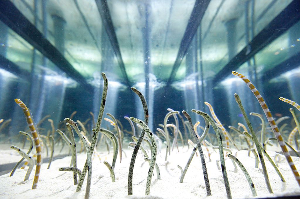 チンアナゴ/すみだ水族館(東京都/墨田区)
