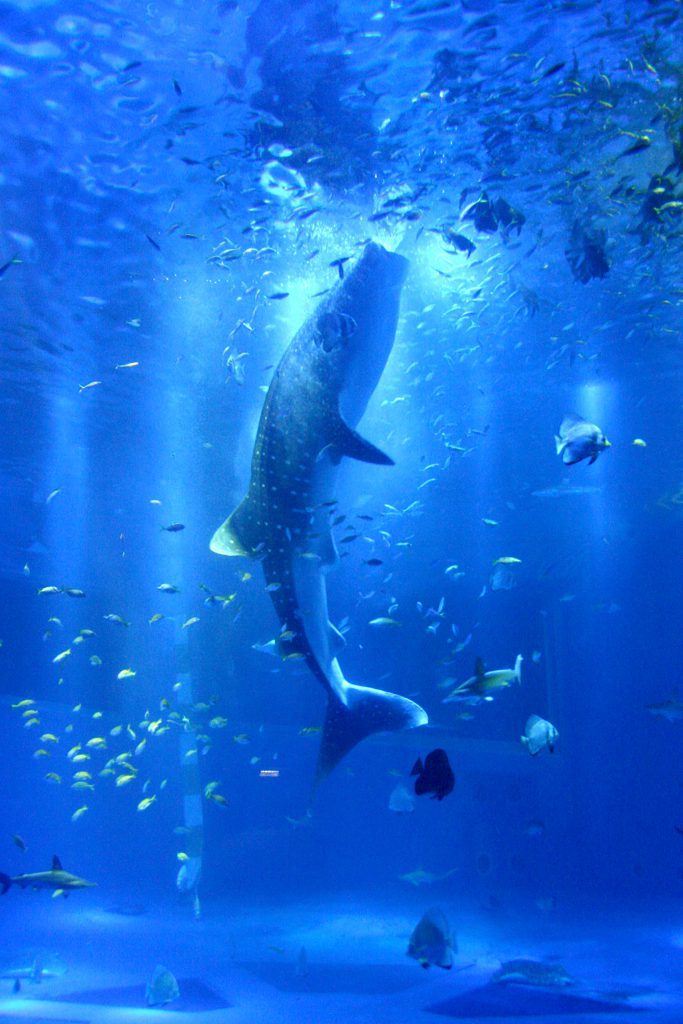 ジンベエザメの食事シーン/のとじま水族館(石川県/七尾市)