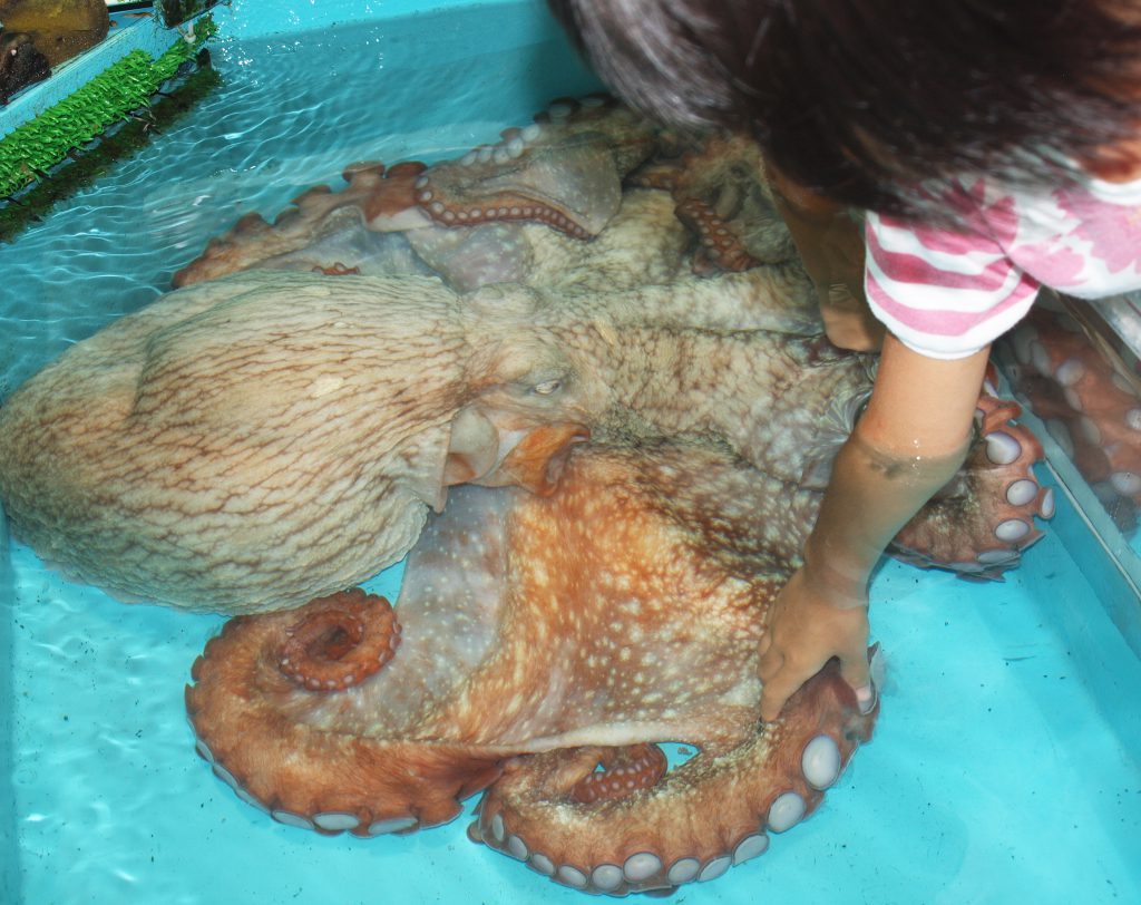 巨大ダコを自由にさわれる「ふれあい館」/越前松島水族館(福井県/坂井市)
