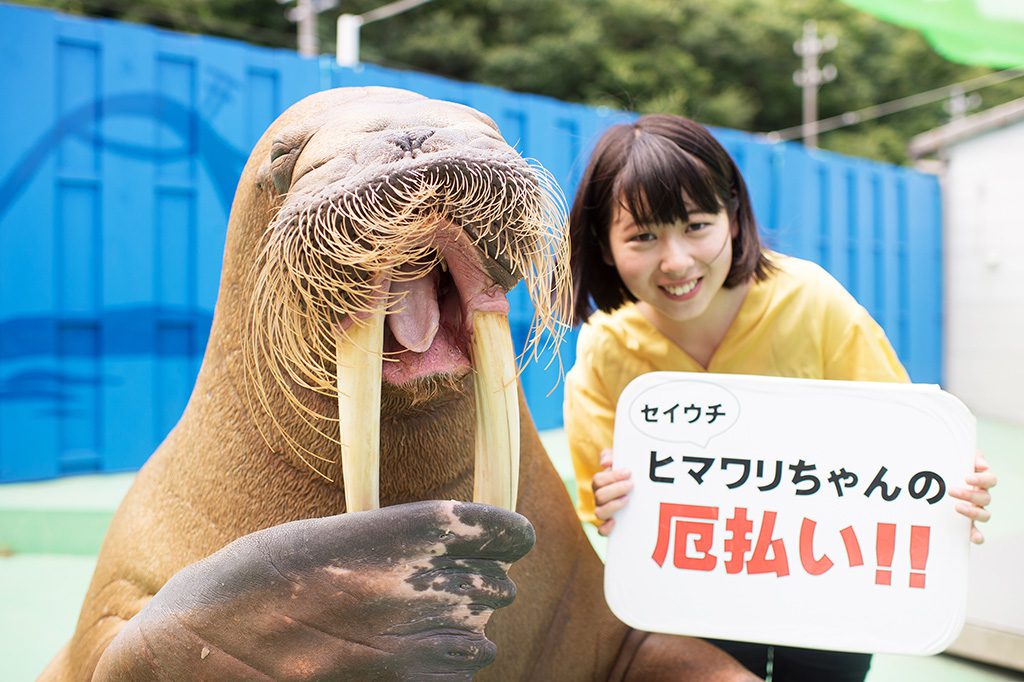 セイウチ“ヒマワリ”/伊勢夫婦岩ふれあい水族館シーパラダイス(三重県/伊勢市) width=