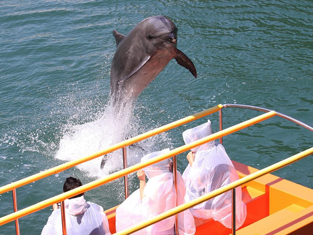 海上ステージイルカショー/下田海中水族館(静岡県/下田市)