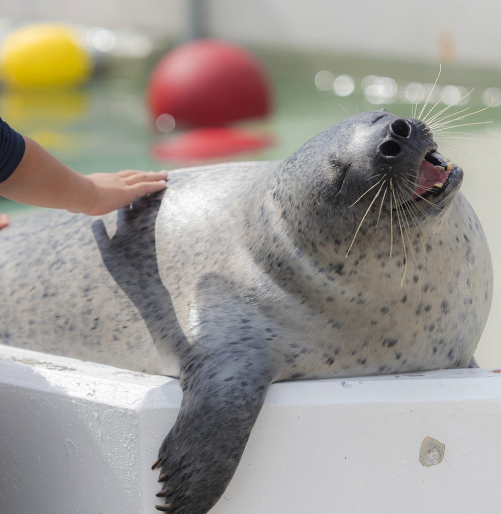 アザラシにタッチ/神戸市立須磨海浜水族園(兵庫県/神戸市須磨区)