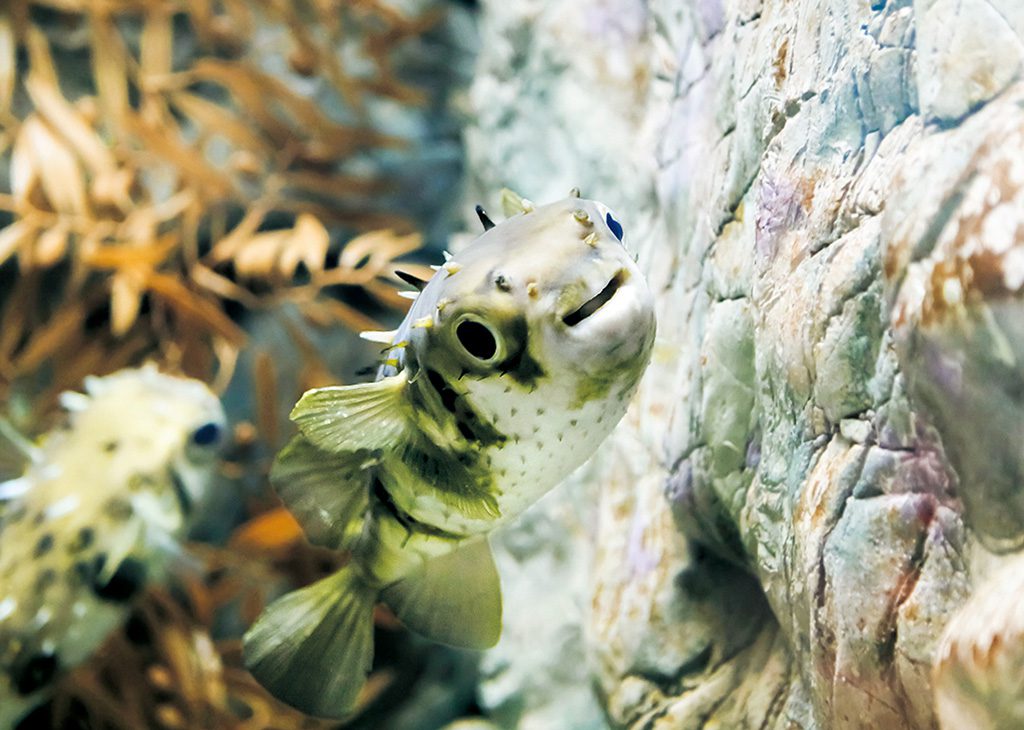 ポーキュパインフィッシュ/下関市立しものせき水族館海響館(山口県/下関市)