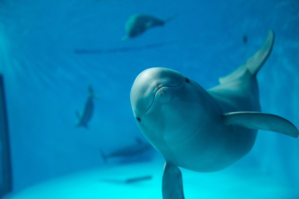 人気者スナメリ/宮島水族館(広島県/廿日市市)