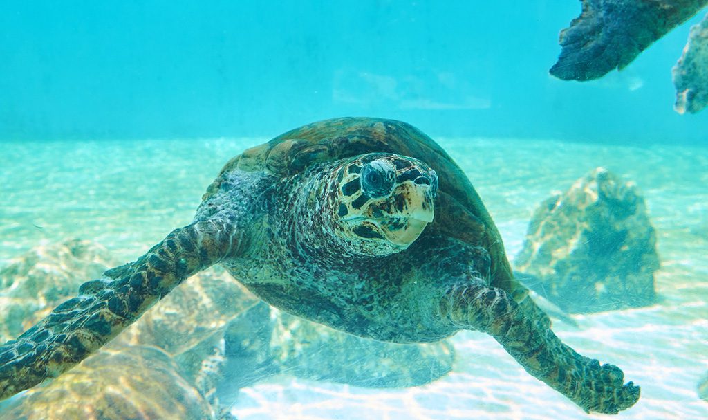 アカウミガメやアオウミガメがいる国営沖縄記念公園(海洋博公園)/ウミガメ館(沖縄県/国頭郡本部町)