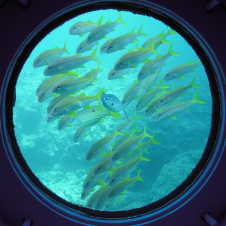 丸窓から魚たちを観察できる/ブセナ海中公園 海中展望塔・グラス底ボート(沖縄県/名護市)