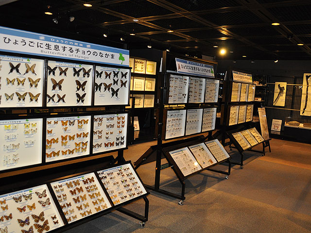 ひとはく多様性フロア /兵庫県立人と自然の博物館(三田市)