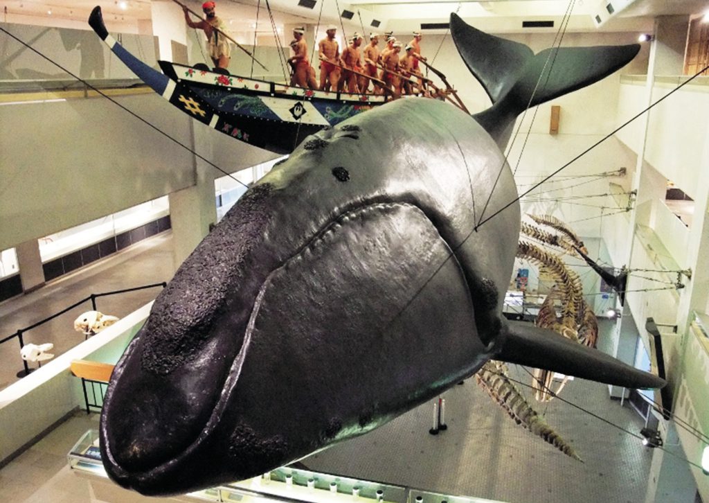 セミクジラの実物大模型/太地町立くじらの博物館(和歌山県)