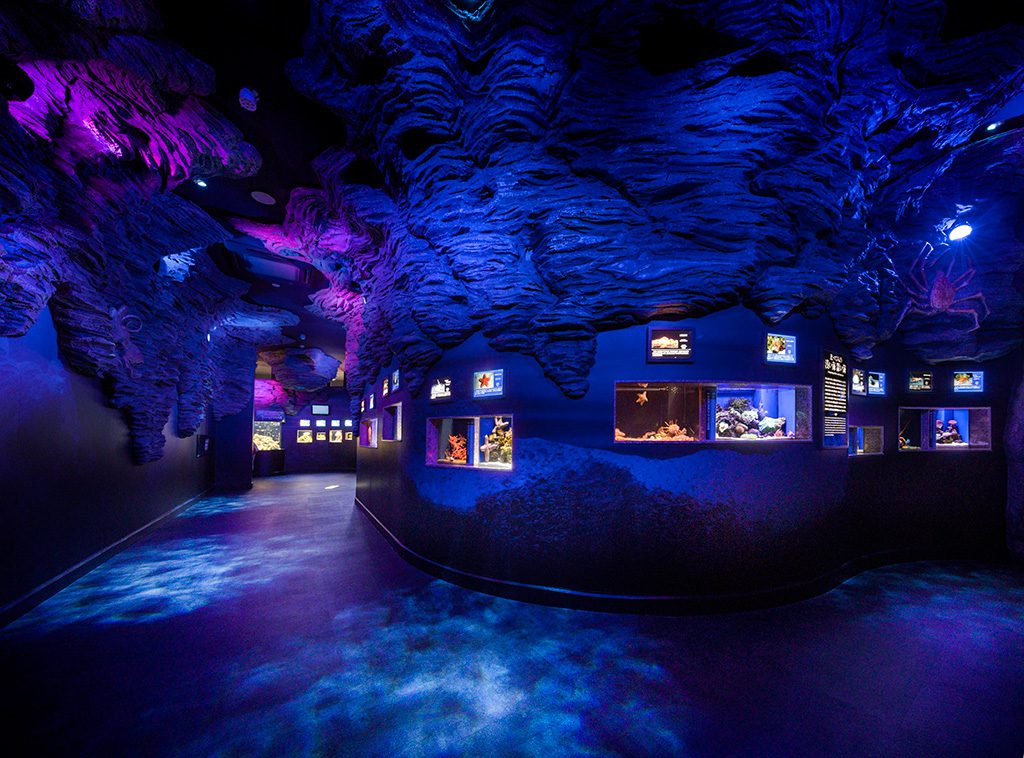 館内の様子/沼津港深海水族館 シーラカンス・ミュージアム(静岡県/沼津市)