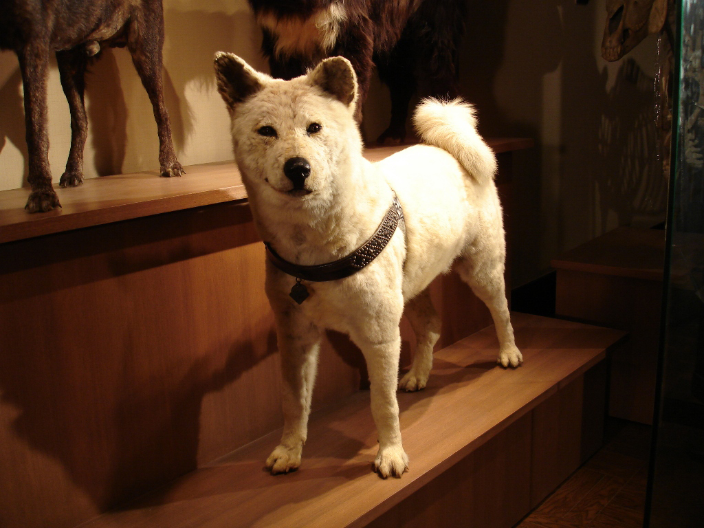 2階北翼にある忠犬ハチ公の剥製/国立科学博物館(東京都/台東区)