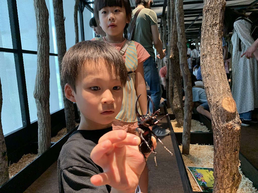 アトラスオオカブトとのふれあい/オービィ横浜「変身!昆虫スゴわざ展2019」(神奈川県/横浜市)
