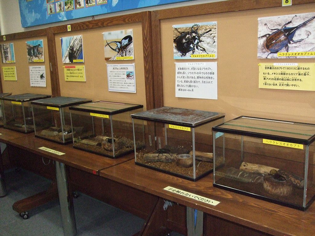 カブトムシやクワガタを1年を通して観察できる/大田原市ふれあいの丘 自然観察館(栃木県/大田原市)