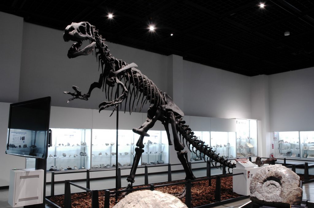 アロサウルスの全身骨格標本/三笠市立博物館(北海道)