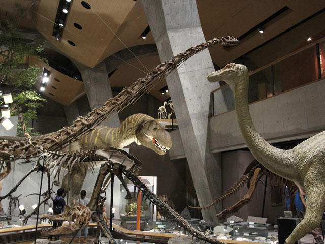 常設展示室「地球の時代」骨格標本など/群馬県立自然史博物館(群馬県/富岡市)