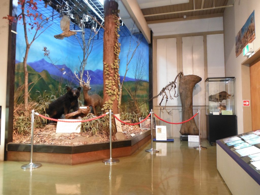 パキケファロサウルスの頭骨のレプリカなど/みどり市大間々博物館(コノドント館)(群馬県/みどり市)