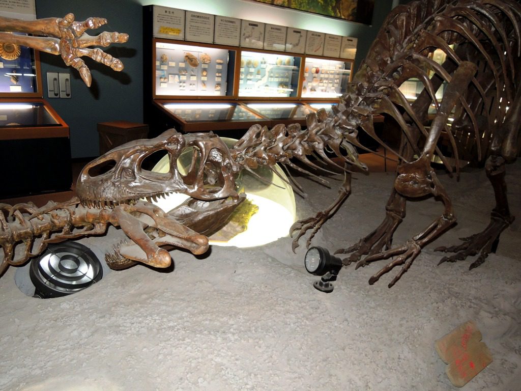 アロサウルス復元骨格/信州新町化石博物館(長野県/長野市)