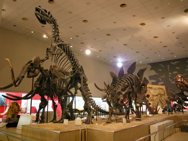 マンモス、アロサウルスなどの骨格標本/大阪市立自然史博物館(大阪府/大阪市)