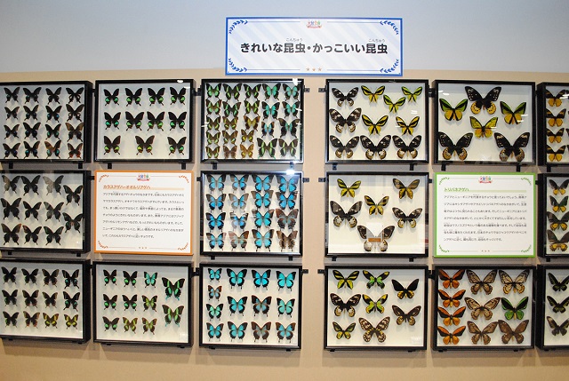 標本展示「きれいな昆虫・かっこいい昆虫」/大昆虫展in東京スカイツリータウン(東京都)
