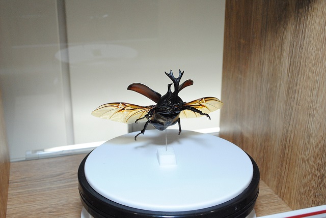 飛んでいる姿のカブトムシが観察できる「360°標本」/大昆虫展in東京スカイツリータウン(東京都)