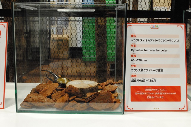 生きている昆虫の展示/大昆虫展in東京スカイツリータウン(東京都)