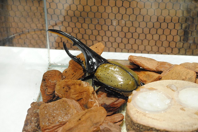 大人気のカブトムシの王様「ヘラクレスオオカブト」/大昆虫展in東京スカイツリータウン(東京都)