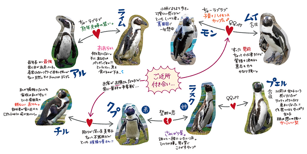 ペンギン相関図の一例/マリンワールド海の中道(福岡県/福岡市)