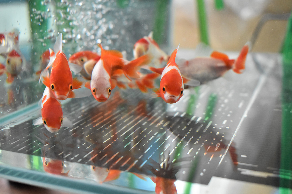 “更紗和金”という品種/サケのふるさと 千歳水族館(北海道/千歳市)