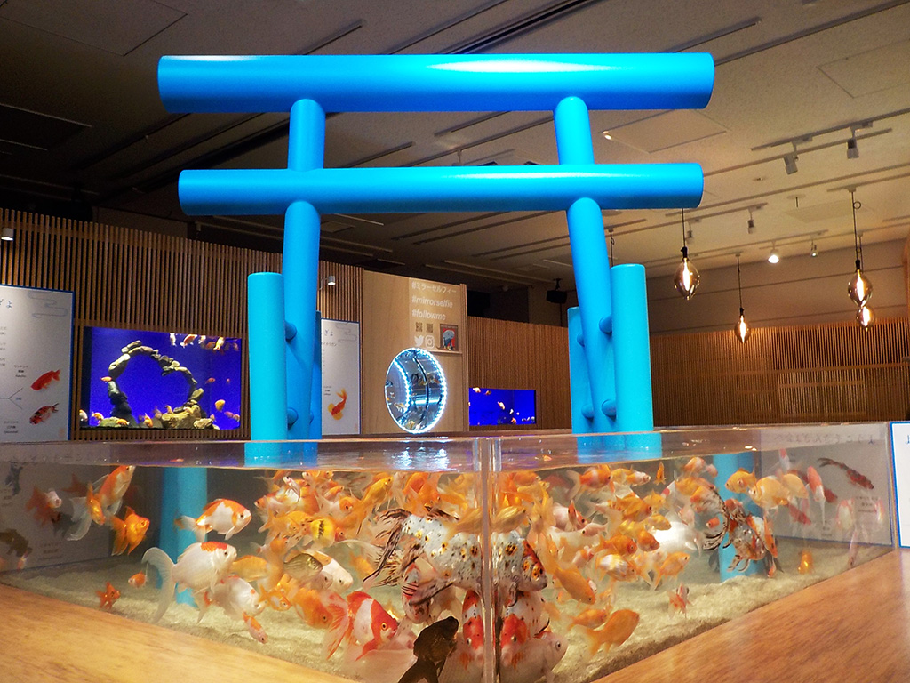 飼育員手作りの鳥居と金魚たち/宮島水族館 みやじマリン(広島県/廿日市市)