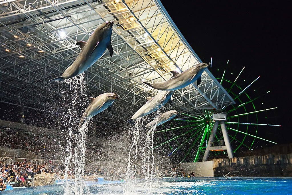 イルカのナイトパフォーマンス/名古屋港水族館(愛知県/名古屋市)