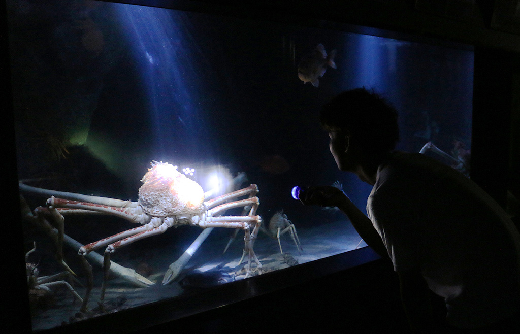 暗い館内の水槽にいるタカアシガニ/竹島水族館(愛知県/蒲郡市)