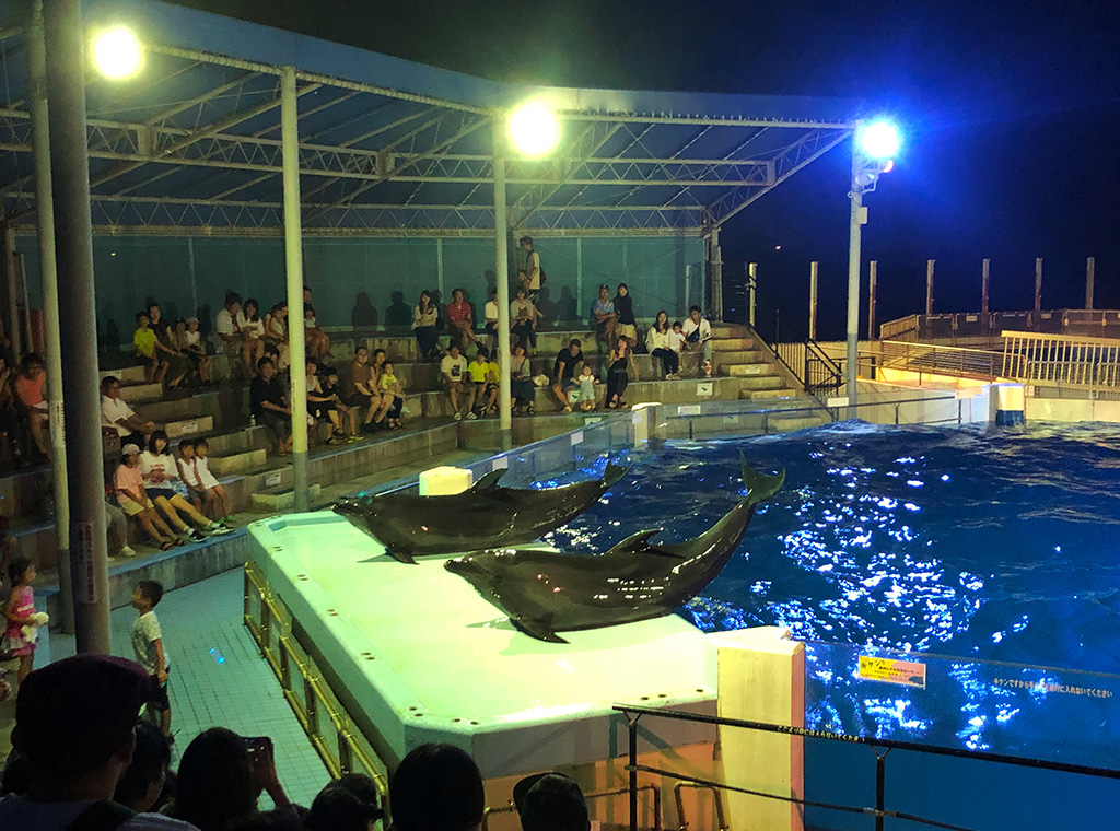 越前松島水族館の「ナイトイルカショー」(福井県/坂井市)
