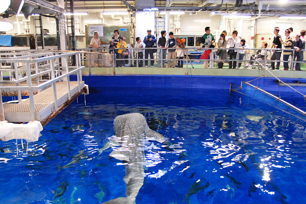いおワールド かごしま水族館の「黒潮大水槽バックヤード一般公開」(鹿児島県/鹿児島市)