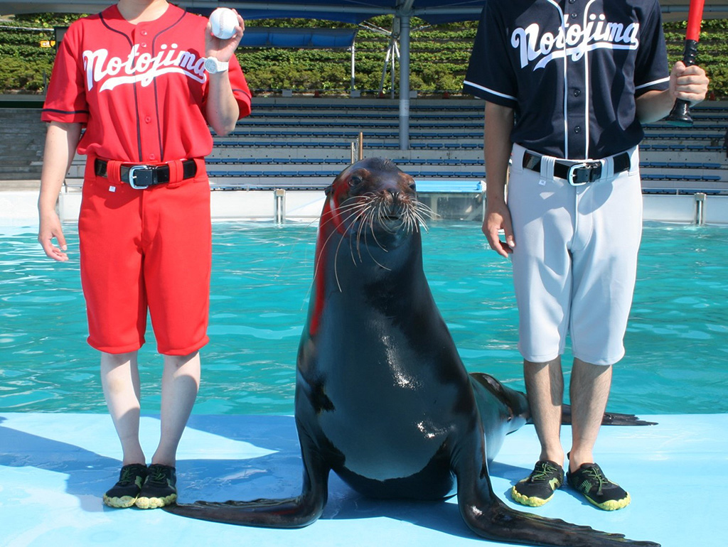 夏のイルカ・アシカショー/のとじま水族館(石川県/七尾市)