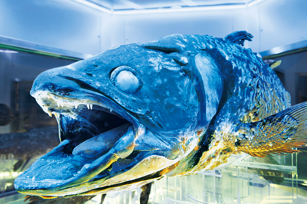 冷凍シーラカンスの展示/沼津港深海水族館(静岡県/沼津市)