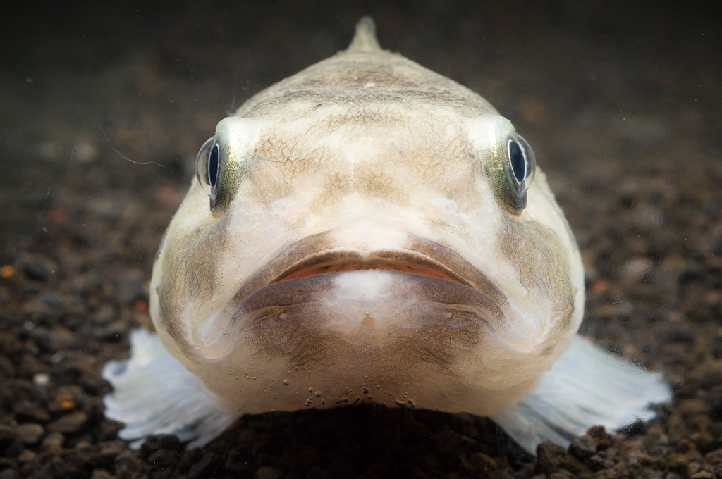 最大約20cmになるボウズカジカ/沼津港深海水族館(静岡県/沼津市)